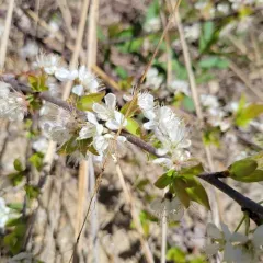 Beach Plum thumbnail 1
