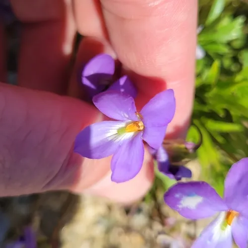 bird's foot violet