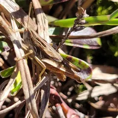 Velvet-striped Grasshopper thumbnail 1
