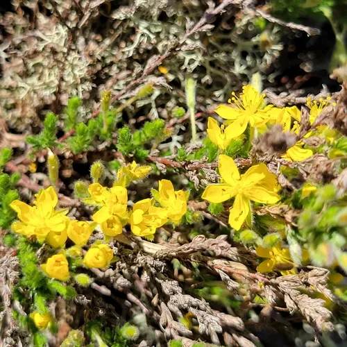 pine barren goldenheather