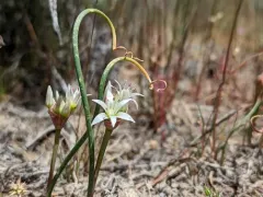 Nevada Onion thumbnail 2
