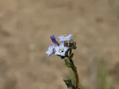 Nevada gilia thumbnail 4