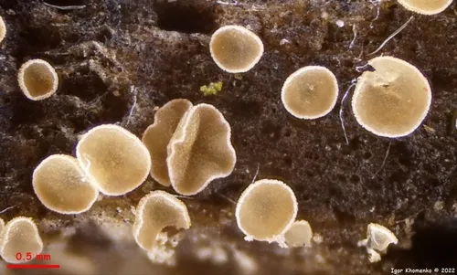 Cistella dentata