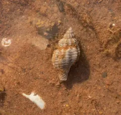 Eastern Oyster Drill thumbnail 3