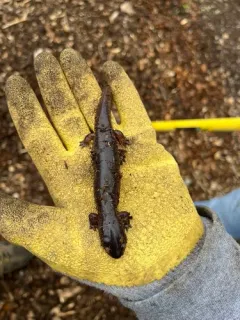 Red Salamander thumbnail 2