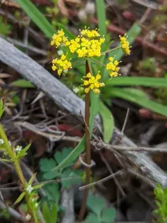 California lomatium thumbnail 1