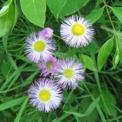 Philadelphia fleabane thumbnail 2