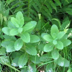 Orpine thumbnail 2