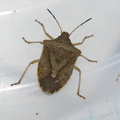One-spotted Stink Bug