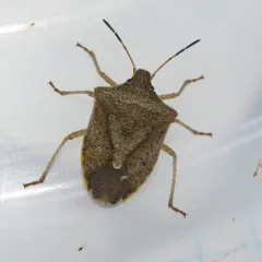 One-spotted Stink Bug thumbnail 1