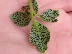 Tranzschelia pseudofusca thumbnail 3