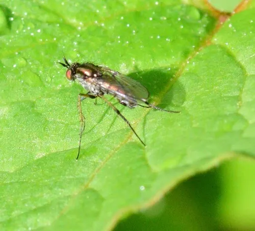 Dolichopus laticornis
