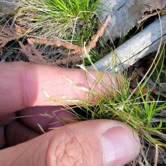 ivory sedge thumbnail 3
