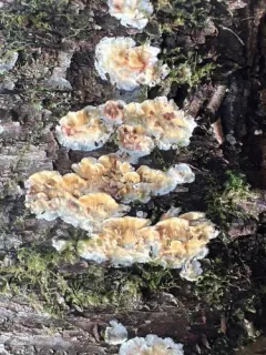 Sarcoporia polyspora thumbnail 4