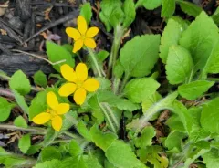 northern green-and-gold thumbnail 3