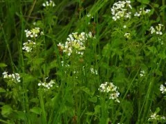 Narrow-fruited Watercress thumbnail 4