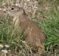 Wyoming Ground Squirrel thumbnail 2