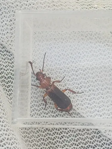 Helluomorphoides praeustus