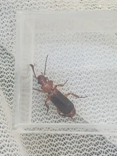 Helluomorphoides praeustus thumbnail 1
