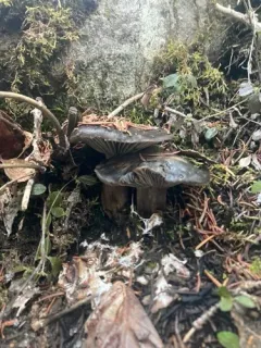 March Waxy Cap thumbnail 3