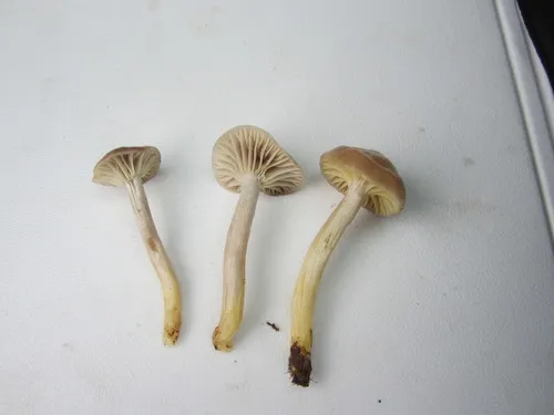 Cuphophyllus lamarum