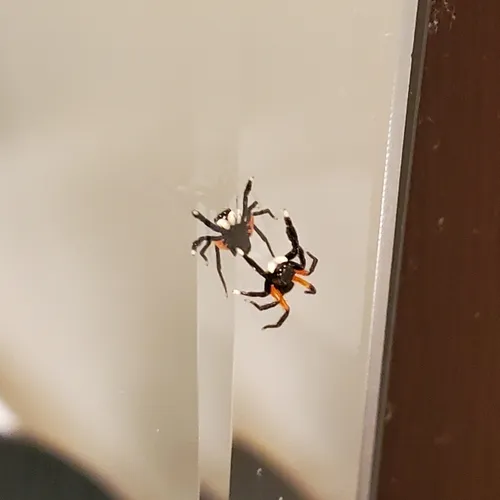 Contrasting Jumping Spider