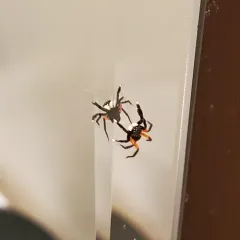 Contrasting Jumping Spider thumbnail 1