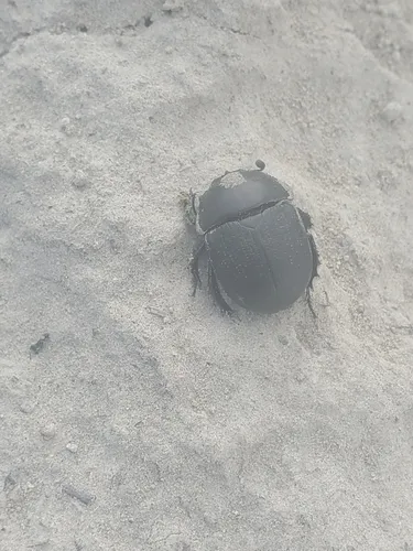 Opaque Earth-boring Beetle