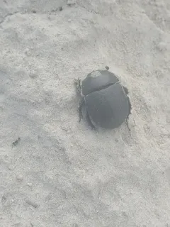 Opaque Earth-boring Beetle thumbnail 1