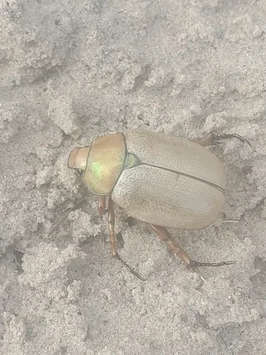 Cotalpa subcribrata