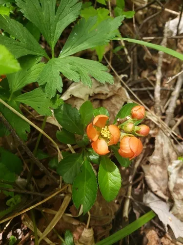 Japanese Quince