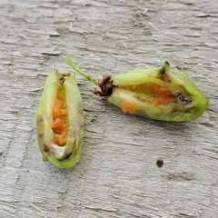 Chokecherry Midge thumbnail 4