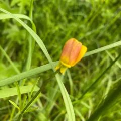 straightbeak buttercup thumbnail 3