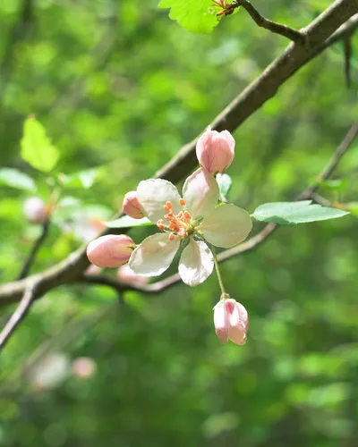 sweet crabapple