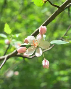 sweet crabapple thumbnail 1