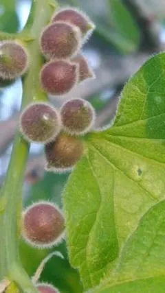 Hackberry Spherical Stem Gall Midge thumbnail 1