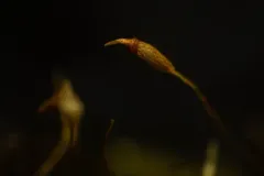 Sickle-leaved Fork Moss thumbnail 2