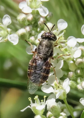 Odontomyia hoodiana