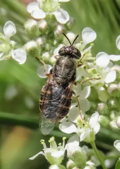 Odontomyia hoodiana thumbnail 1