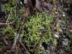 cold brachythecium moss thumbnail 2