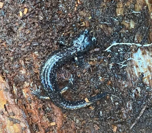 Wandering Salamander