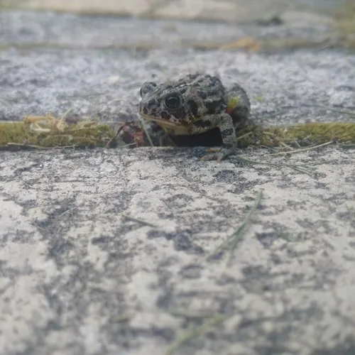 Canadian Toad