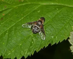 Hemipenthes inops thumbnail 1