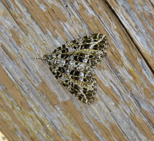 Yellow-veined Geometer Moth