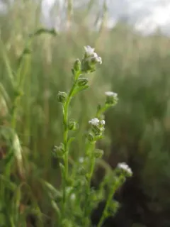 Redowski's stickseed thumbnail 2