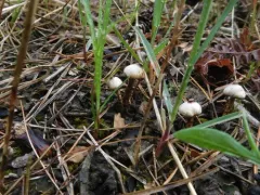 Winter Stalk-puffball thumbnail 3