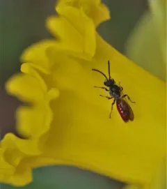 Buttercup Blood Bee thumbnail 2