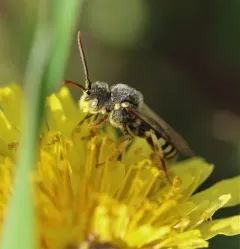 Black-and-yellow Nomad Bee thumbnail 2