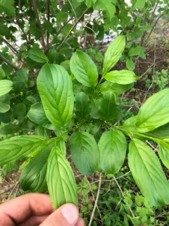 Chinese buckthorn thumbnail 4