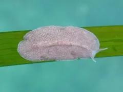 Eurylepta leoparda thumbnail 4